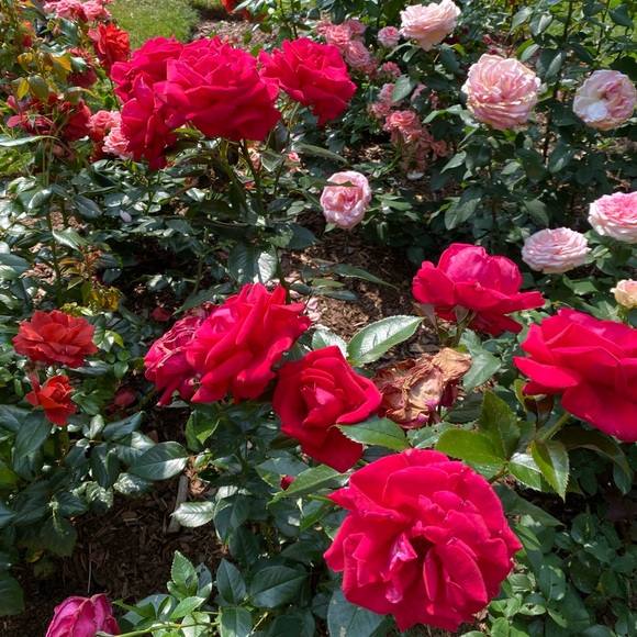 Meet your Posher, Hal! - Picture 1 of 2